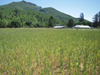 farmland