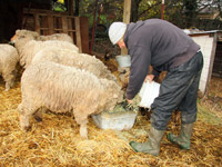 Animal Husbandry at Rafael Garden