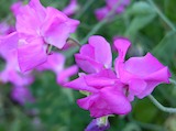 sweet peas