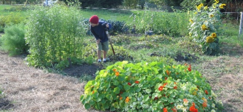 garden harvest