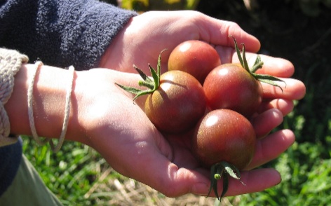 black cherry tomatoes