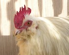 rooster