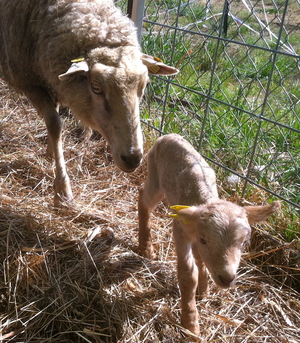 sheep at broad river pastures