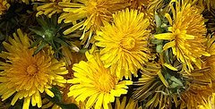 What Is Biodynamics? | Biodynamic Association