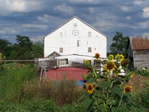White Rose Farm