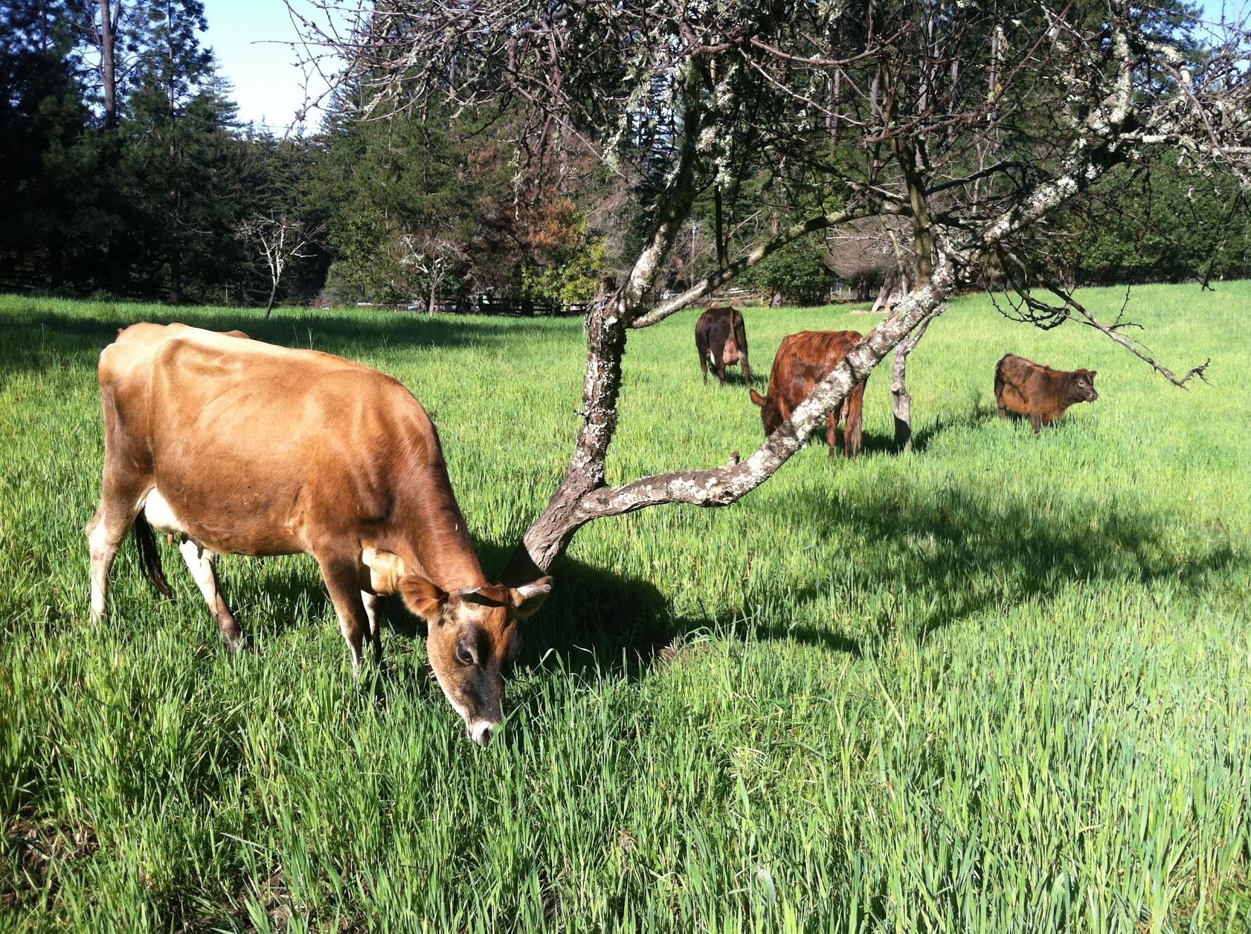 Webinars and Online Courses | Biodynamic Association