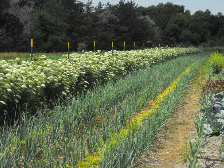 carrot-roots-flowering-2011-for-seed