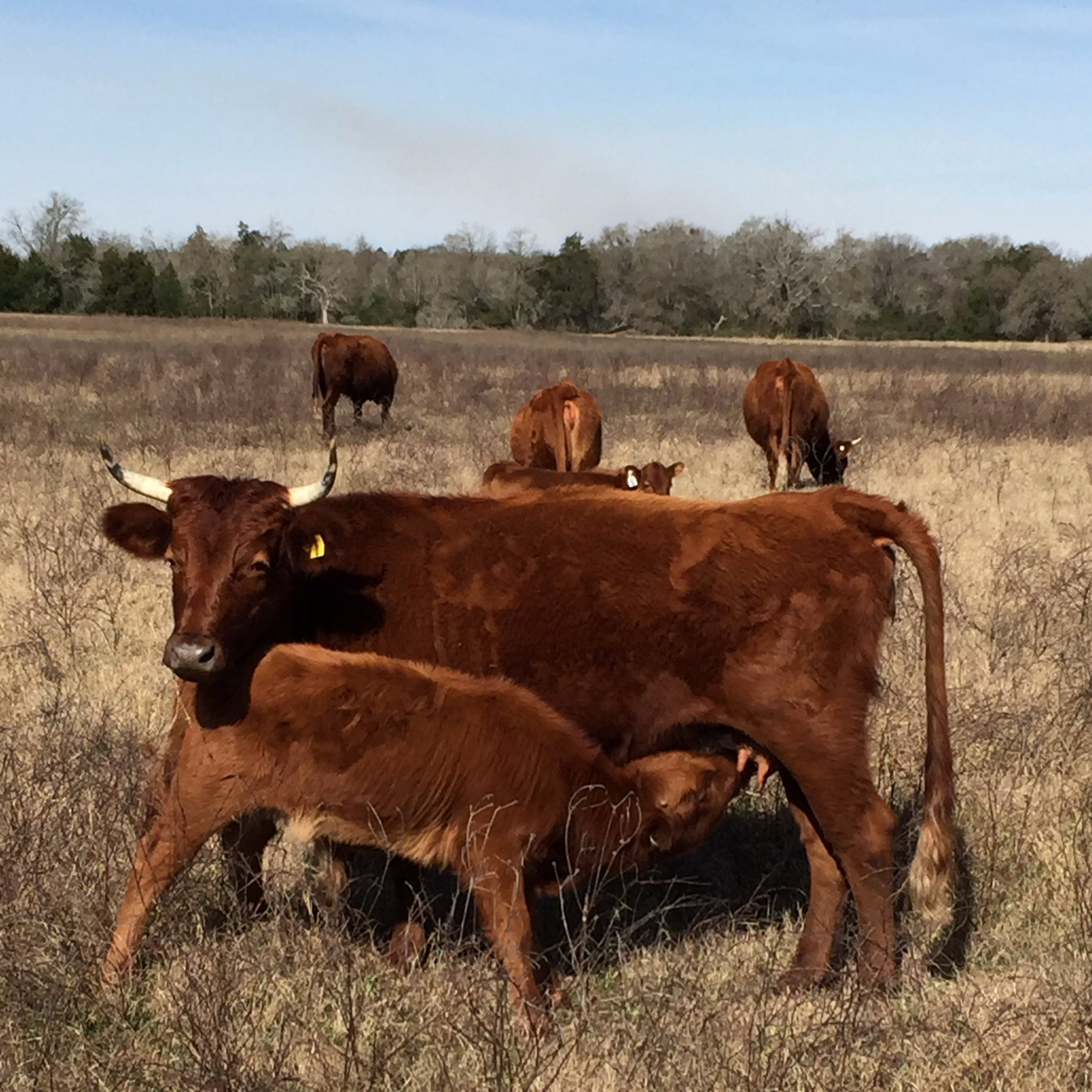 bm cow calf winter