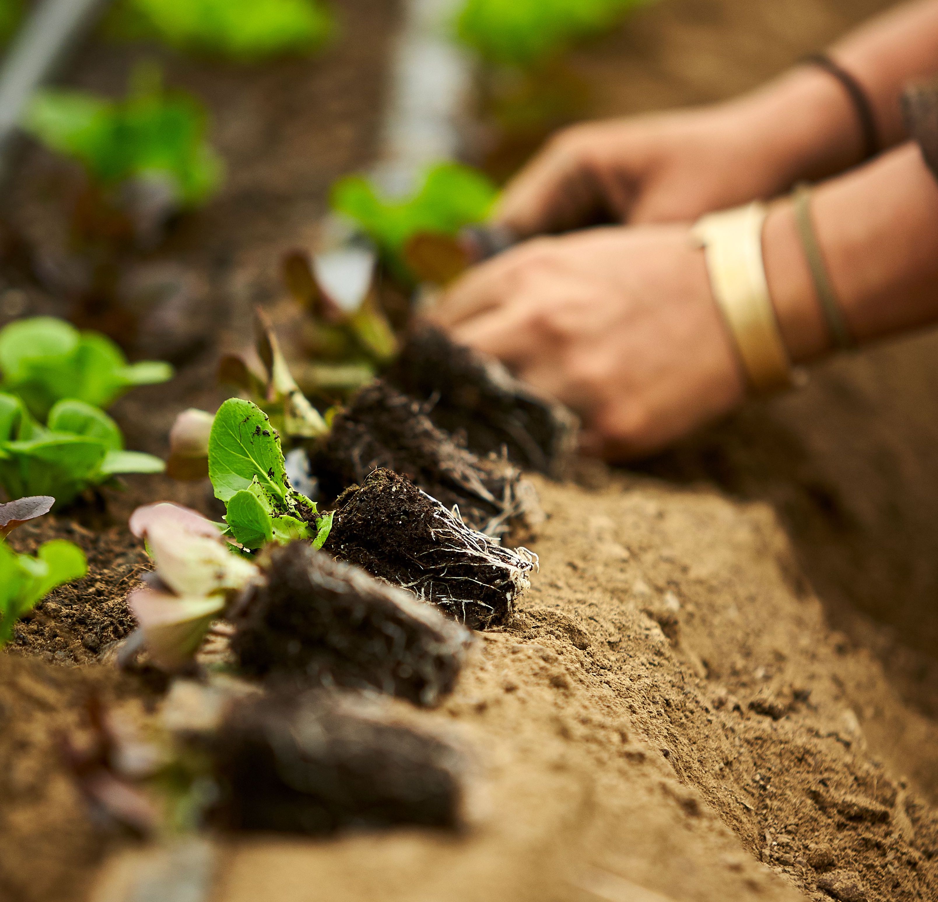 Vermont Compost Biodynamic Association