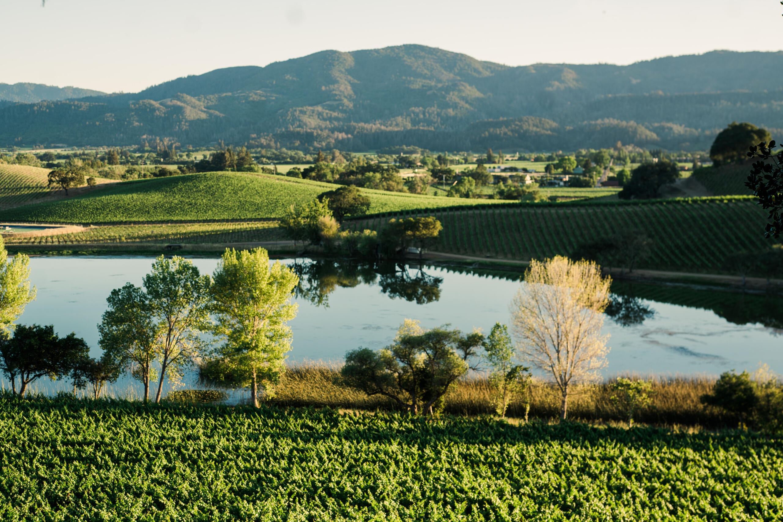 Cambium Napa Valley: A Biodynamic Masterclass Series