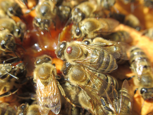 Honeybees and varroa mite