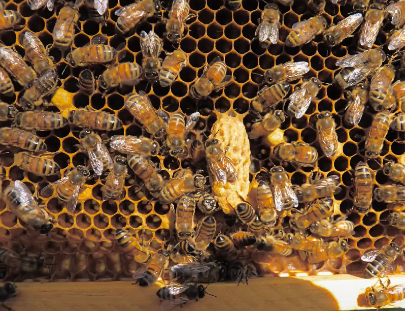 Revealing the Sacred Physiology of the Hive Organism Biodynamic Association