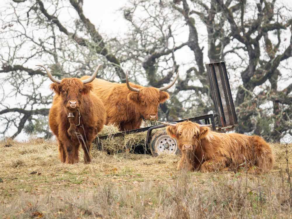 Field day at Soter Vineyards&#039; Mineral Springs Ranch