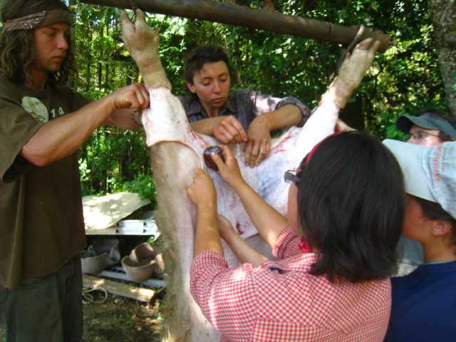Skinning pig with stone knives