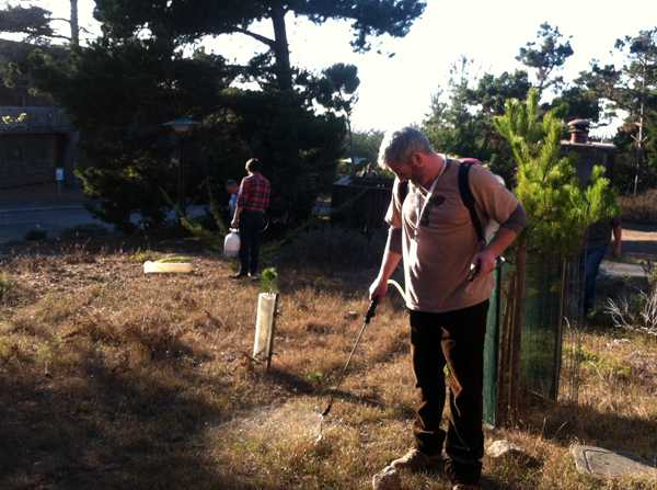 Colum Riley sprays compost tea on Asilomar plantings