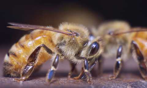 Two honeybees communicating